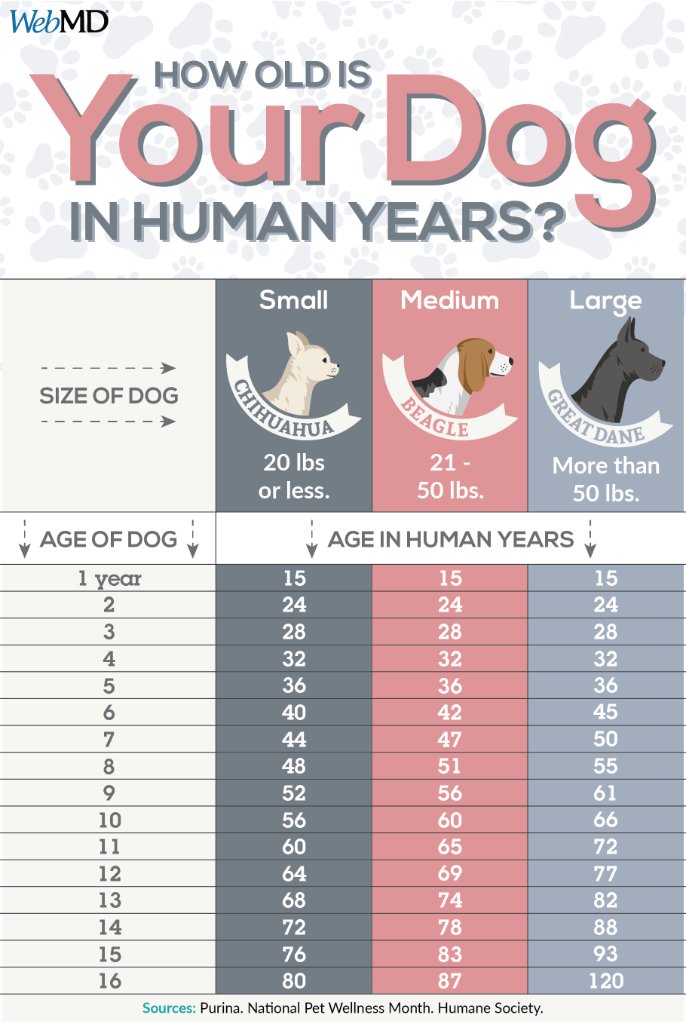 Chart For Dog Years To Human Years