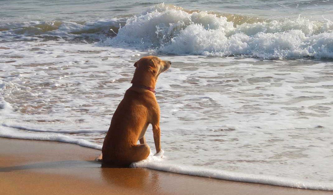 собака на море. собака на закате солнца. на берегу океана с собакой. собака сидит на берегу. собака сидит на берегу моря.