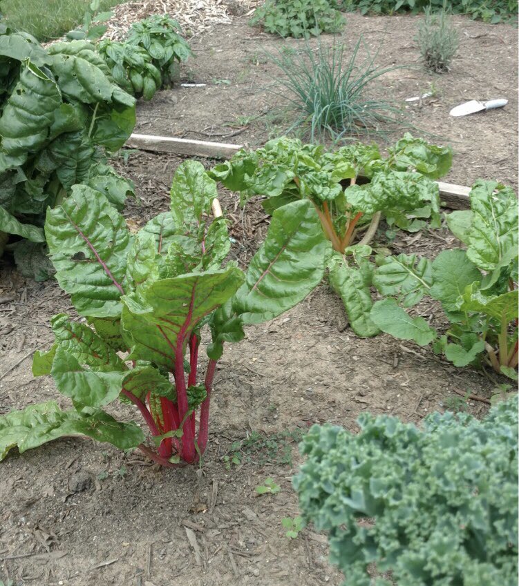 PopUpProduceCLT's tweet photo. We love seeing #ProduceProgress from our fresh start kit owners!! Donโt forget to tag us in your pictures. ๐ https://t.co/h6JsdXUoC4