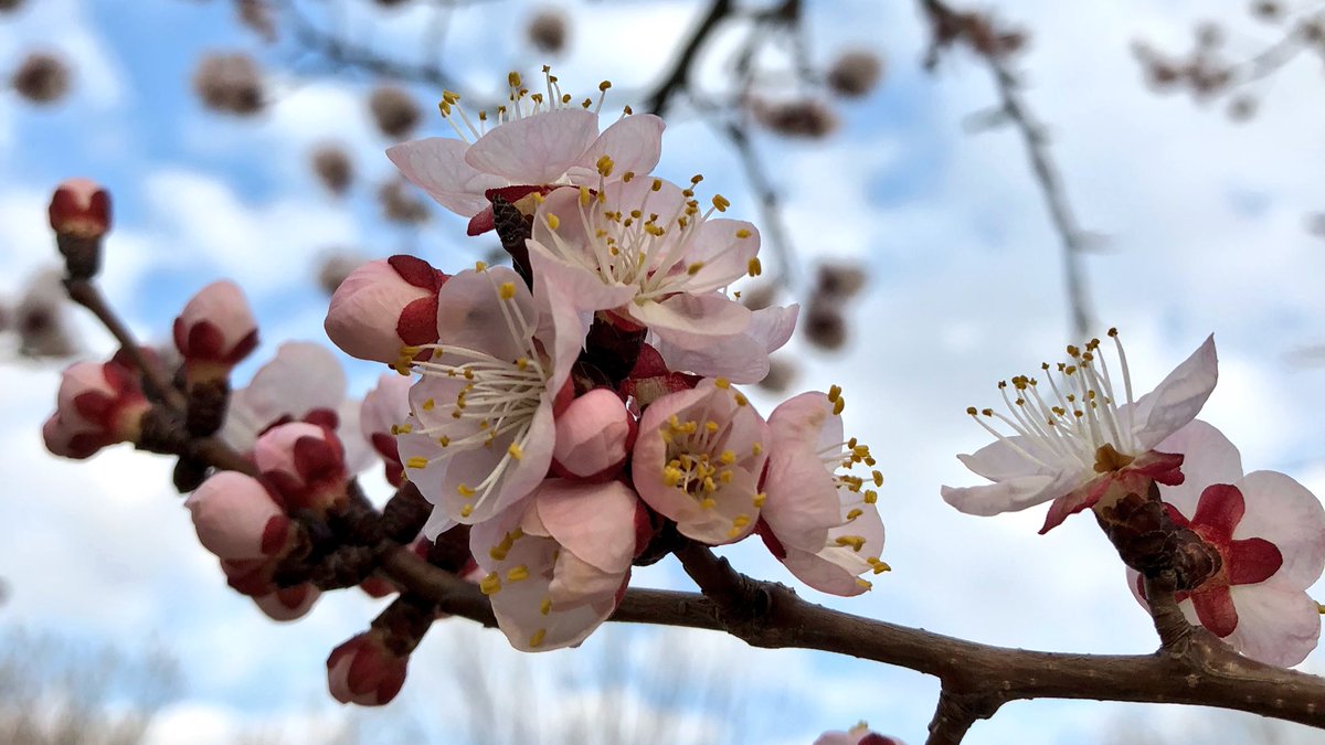 HortErotica's tweet photo. “The ice-king trembles on his throne,
And holds his rod with loosened hand;
For there are murmurs in the air
Of one who cometh, sweet and fair,
To break with smiles the monarch's band...”
Mary Dow Brine #TheComingofSpring #Blossoms https://t.co/RknjXBhHTm