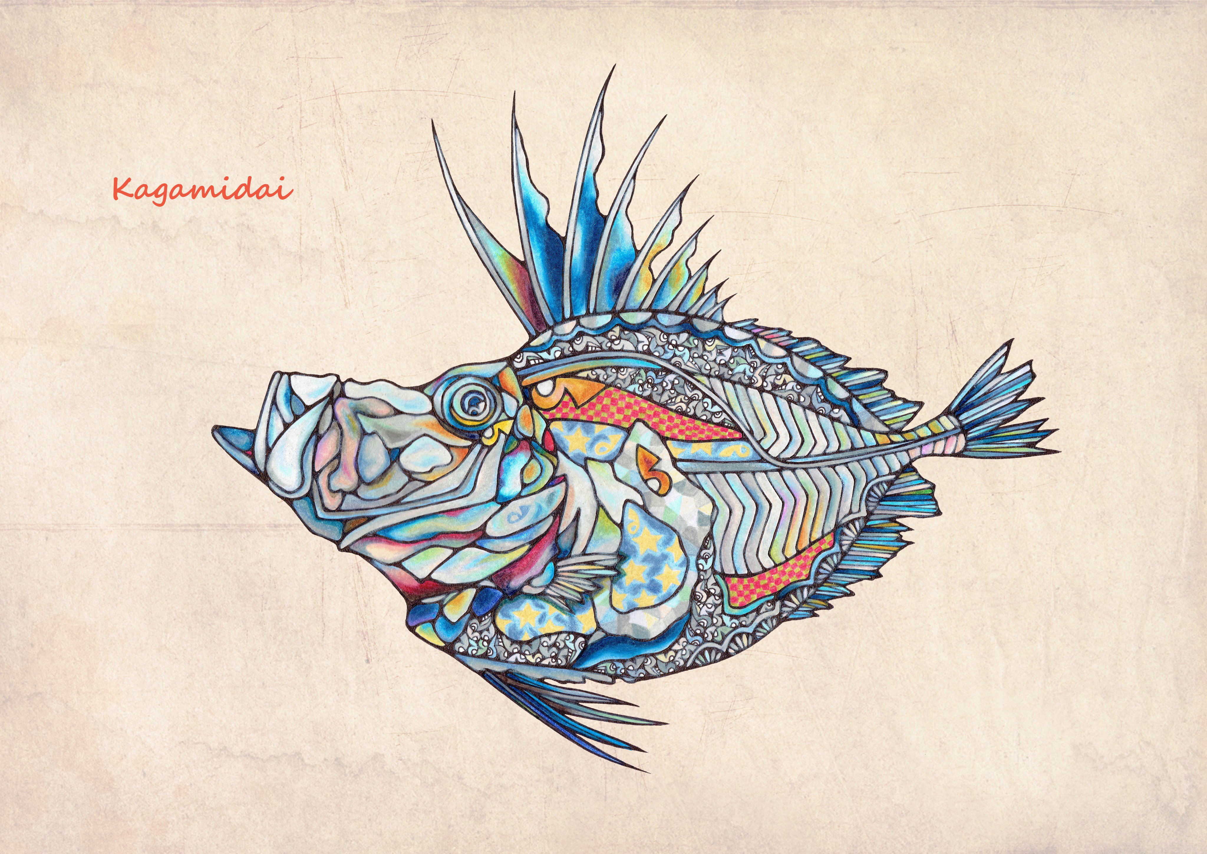 تويتر Namiko على تويتر イラスト図鑑 カガミダイ File117 イラスト 魚 カガミダイ T Co Na67wxruhw
