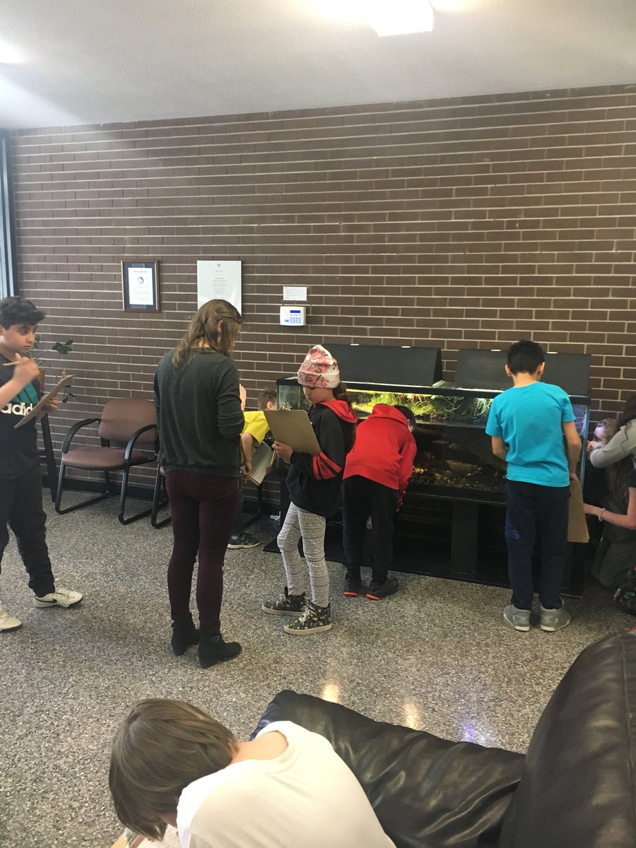 bergeronLRSD's tweet photo. Exploring and studying the aquatic ecosystems in the lobby. How is Raphael doing? #ningaturtle https://t.co/vYhti2ReG3