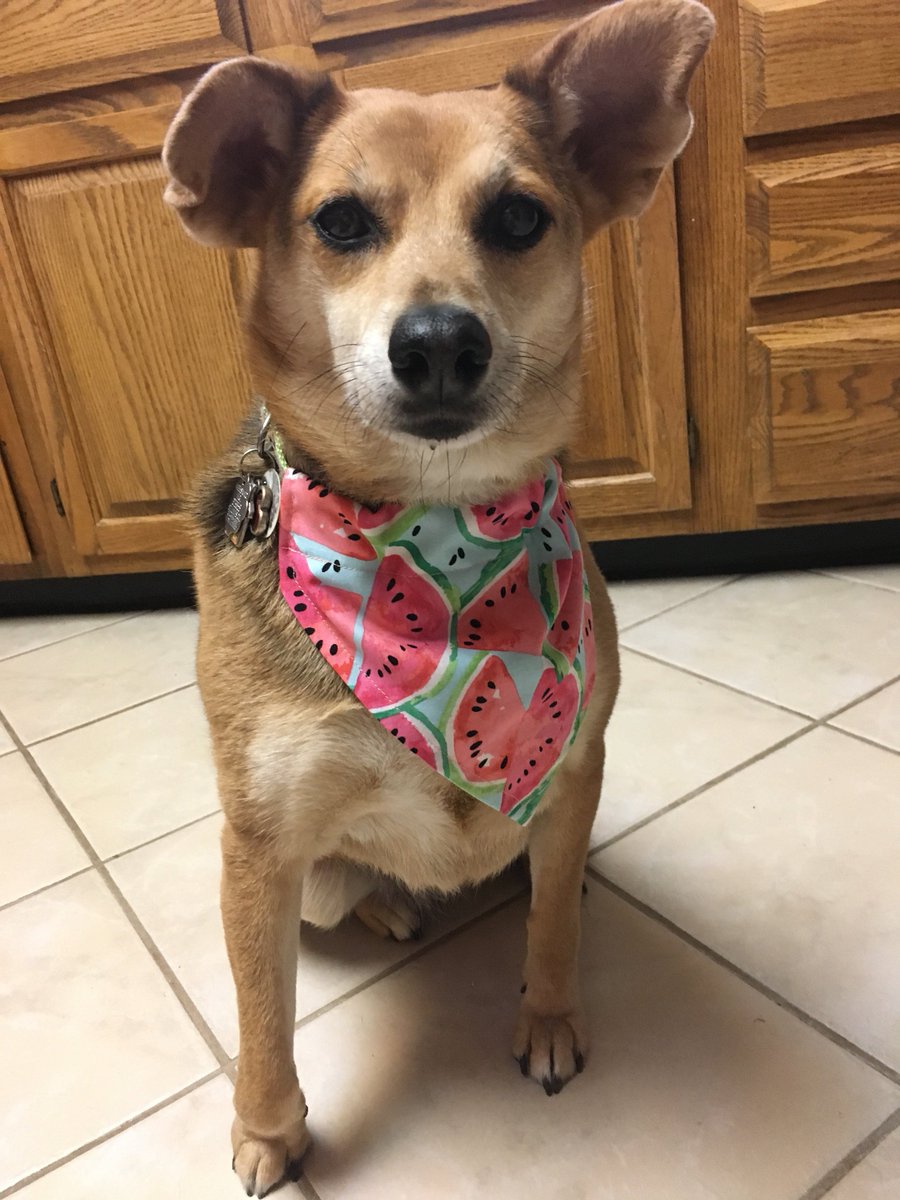 Hello Spring!  Excited to share the latest addition to my #etsy shop: Custom Reversible Spring Dog Bandana etsy.me/2HbSIVe #pets #dogbandana #petaccessory #doggift #personalizedbandana #customizedbandana #spring #dogaccessory #customdogbandana