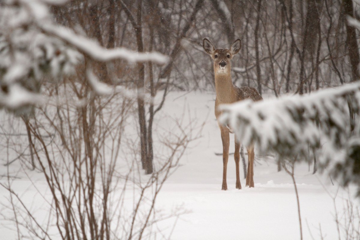 PBenida's tweet image. Snow! And lots of it. Post-Bulletin photographers were busy today.  postbulletin.com/gallery/photos…