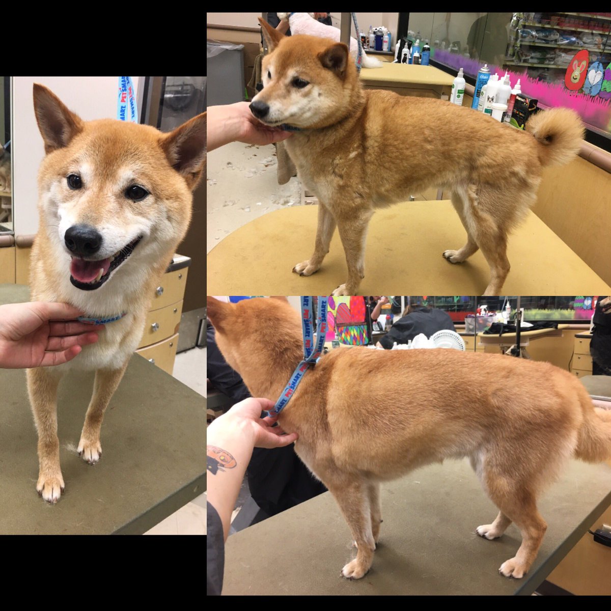 #NorthEastgrooming #CNY #1194 #FURminator #ShibaInu #NicoleB