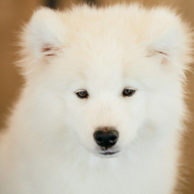 dogtrainingby's tweet photo. Dog Training By Video Dog Obedience and Socialization https://t.co/WjZKSPDf6k #DogTraining #PuppyTraining https://t.co/unlUtVxKYK