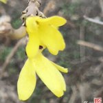 Image for the Tweet beginning: #TourisminShenyang Yellow delight: Winter jasmine