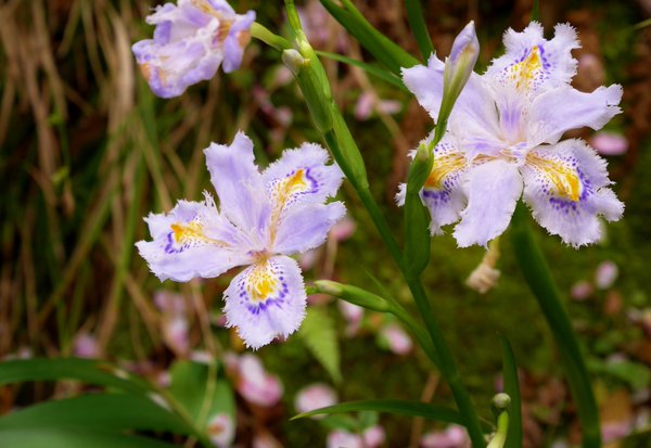 花 紫の 斑の仏めく 著莪 シャガ の花 高浜虚子 今日の誕生花 シャガ 花言葉 決心 以前 小田原城で見かけたシャガの花 4時 ナエ 花 紫の 斑の仏めく 著莪 シャガ の花 高浜虚子 今日の誕生花 シャガ 花言葉 決心 以前 小田原城で見かけたシャガの花 4時 ナエ