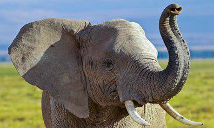 CITES's tweet photo. Good news! #Elephant &amp; #rhino poaching cases down so far this year in Zimbabwe after @Zimparks declared zero tolerance to #poaching https://t.co/GOSNEg4rbc #EndPoaching #EndWildlifeTrafficking https://t.co/9VFsMekgrZ