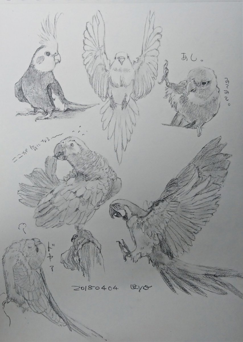 Kagetsu Ukyo 卯京 華月 Twitterren 今日の落書き インコ オウムづくし マメちゃんも描きたかったな W 落書き 鉛筆画 練習 息抜き 一日一絵 今日の落書き 絵描き Art 脊椎動物 鳥類 鳥 インコ オウム 絵描き人 イラスト王国 イラスト通り