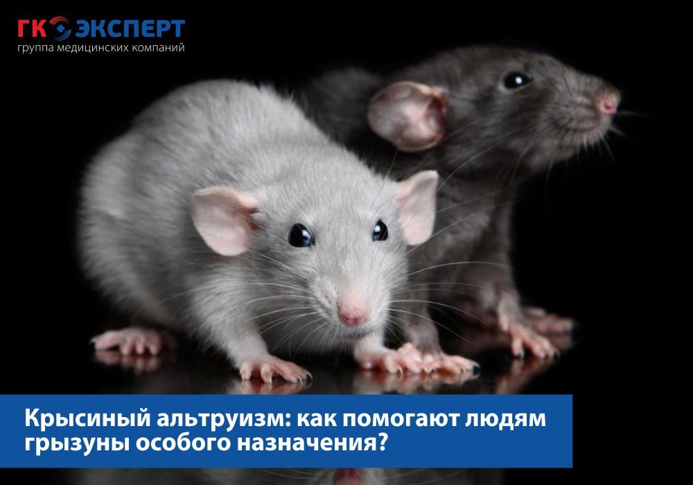 День крысы 4 апреля картинки. День крысы. 4 Крыски. Международный день крысы. Крыски 1 год.