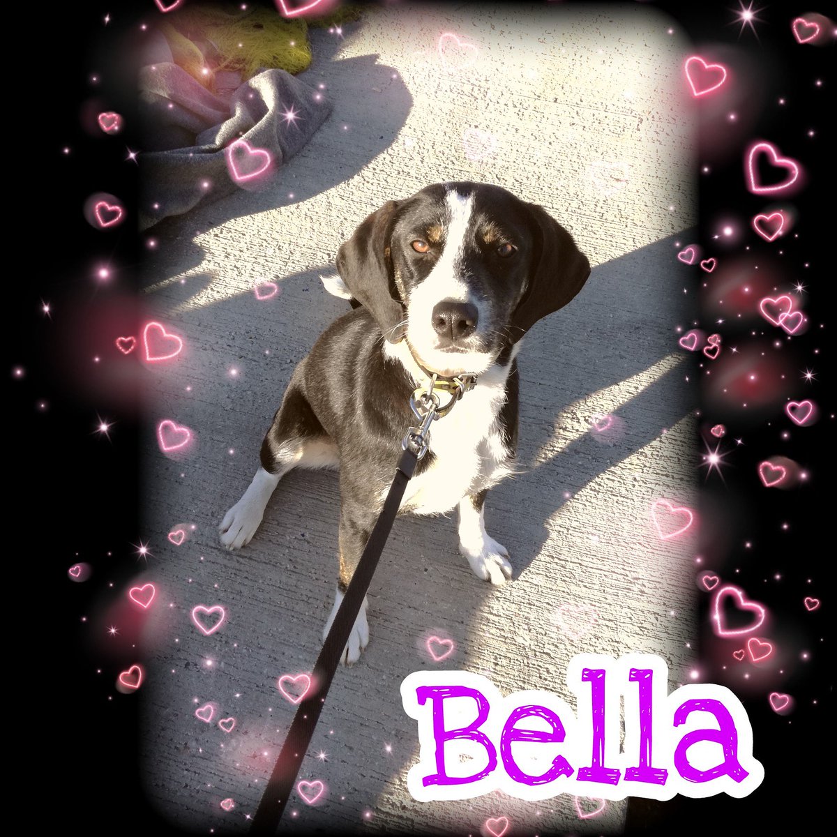 Samos Animal Welfare tweet media