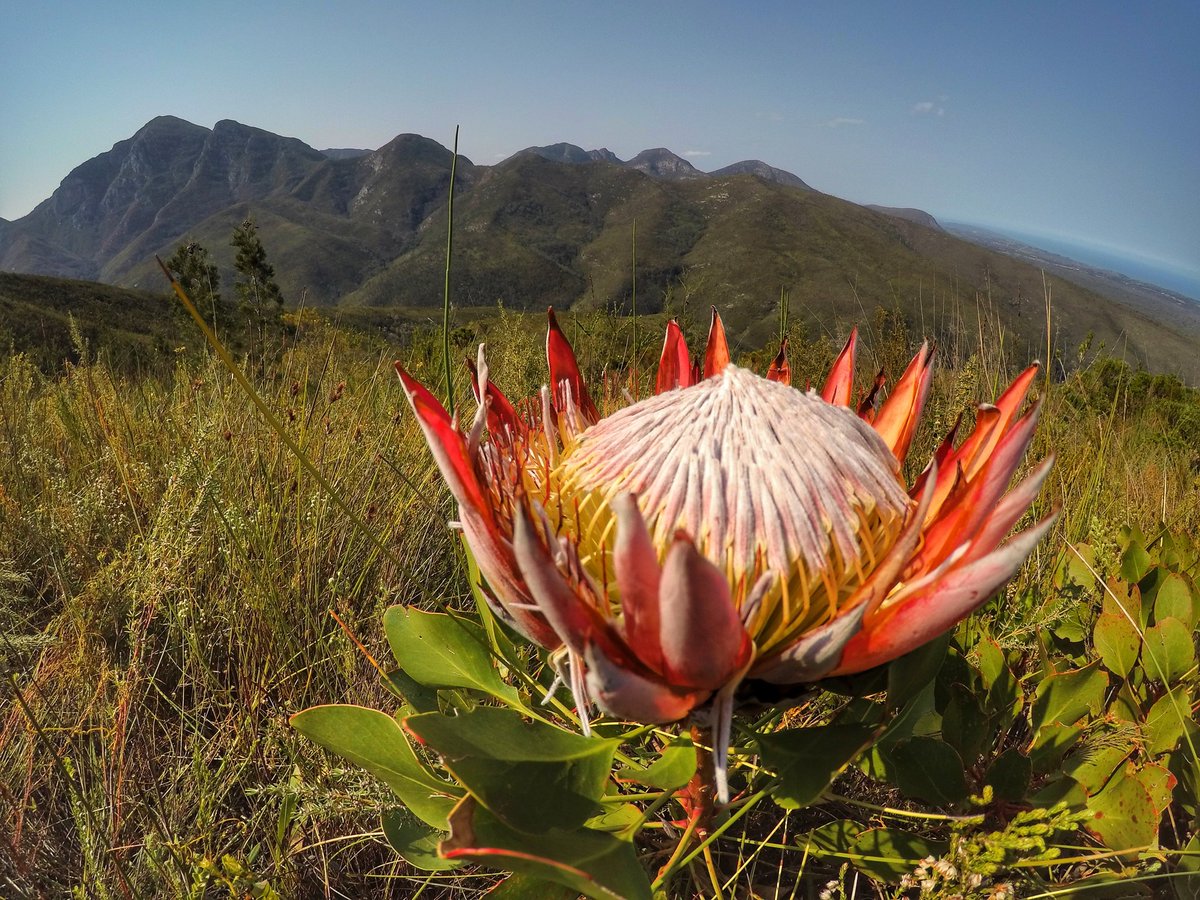 Garden Route Trail tweet media