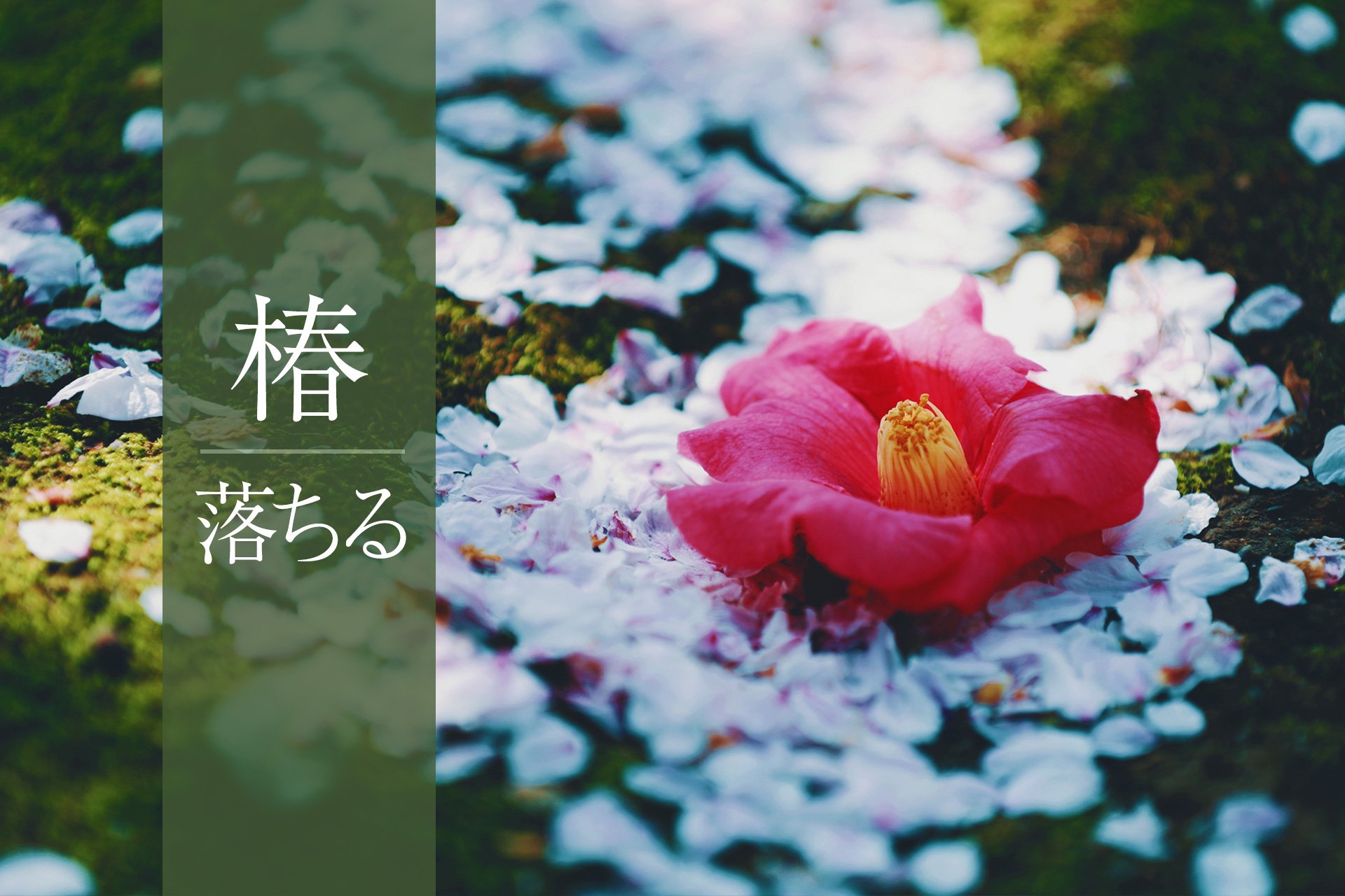 تويتر Neo Himeism على تويتر 花の終わりの表現 椿 落ちる 菊 舞う 牡丹 崩れる 雪柳 吹雪く T Co Oujc0m8dkk