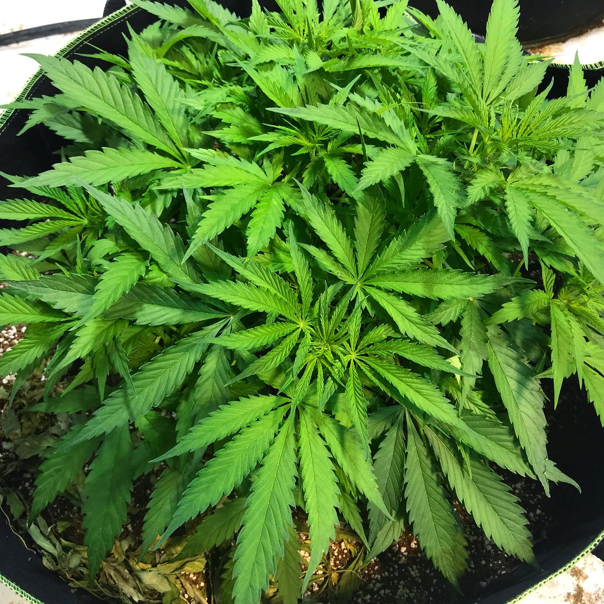 MannyRassGanja's tweet image. Blueberry, 39 days from seed #cannabiscommunity #letssmoke #leafly #herb #weedofig #instaweed #instaherb #igweed #weed #weedstar #weeds #weedman #weedstagram420 #weedmaster #weedporn #weedgram #weednerd #weedmemes #weedmaps #weedlife #weedhead #smokeweed #smokesesh #lit #420