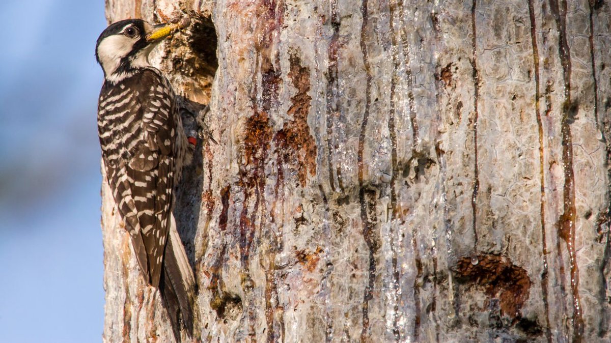 MooreCharitable's tweet photo. Wow, @NC_TNC - this is terrific! Recovery: Saving a Woodpecker Through Research & Ingenuity #goodfire #controlledburning #MooreForests https://t.co/aeP8yRBcbA https://t.co/HWXWipaJqW