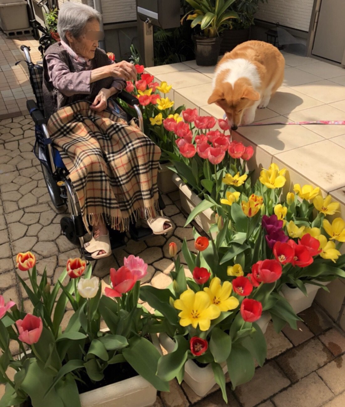 しお ベル チューリップが咲いたので ベルとばあちゃんで記念写真 去年も撮ったけど まるでターシャ テューダーと愛犬メギーのよう T Co H3mjy3x12w Twitter