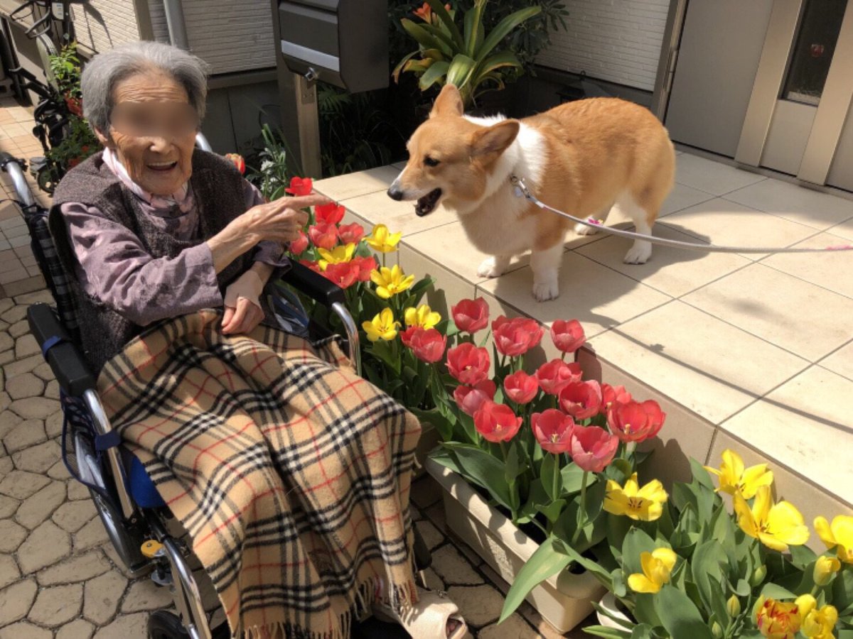 しお チューリップが咲いたので ベルとばあちゃんで記念写真 去年も撮ったけど まるでターシャ テューダーと愛犬 メギーのよう