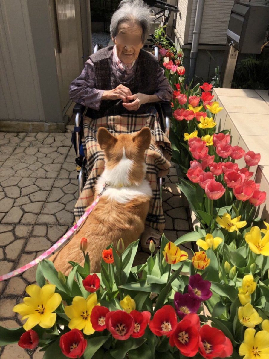 しお チューリップが咲いたので ベルとばあちゃんで記念写真 去年も撮ったけど まるでターシャ テューダーと愛犬 メギーのよう