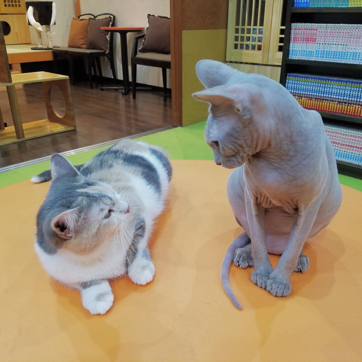 ペルー 宿泊 ギャザー ビルス 猫 Speed Dating Immobilier Com
