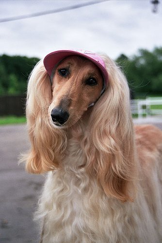 Which fabulous Afghan hound are you? | Mashable