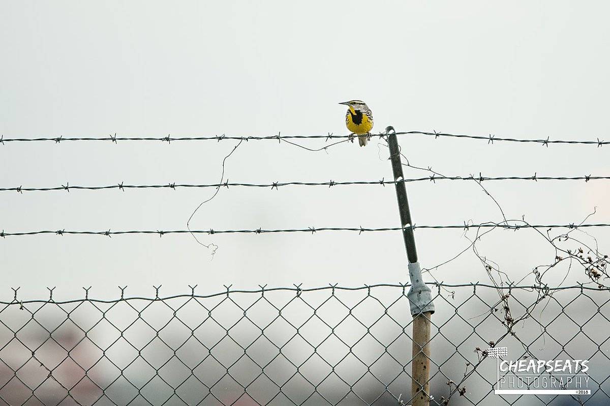 If you know me, then you know I LOVE Birds and #Birding! Got to see this #EasternMeadowlark today at the @GatewayGrizzlie's #GCSBallpark #SaugetIllinois while shooting @MBU_baseball @TalkinBirds @gobirdingvideos @BirdWatchDaily @BirdgirlUK