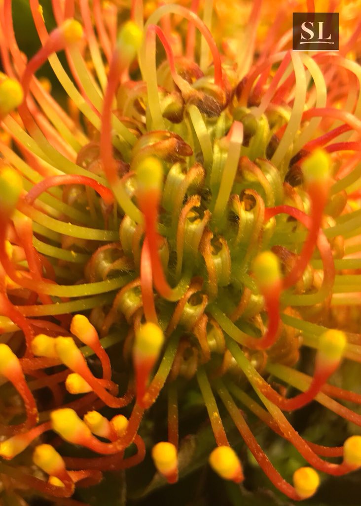 slgparrish's tweet image. “CONFUSION” Not all flowers are peaceful.... @ArtexpoNewYork @RosewoodHotels @ArtSantaFe @artsandiego_ @oklahomatoday #slgparrish #PhotographyIsArt #photographerlife #flowers #photography #artlife #nature #okc #flowerphotography #artnowokc #HappySpring #spring