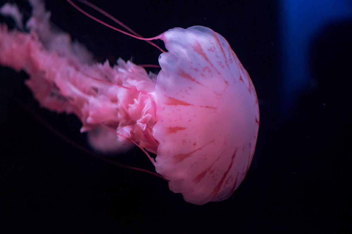 ToothNTale's tweet photo. We’d like to thank you all for being flexible with our early stream this morning, we had a blast at the aquarium and catching up with some friends this evening! https://t.co/lZmxHIbHjY