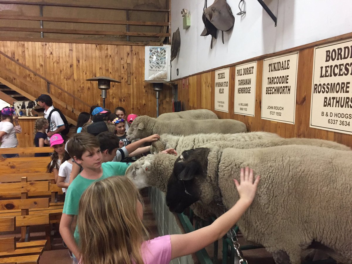 5W_CHM's tweet photo. Feeling a little sheepish https://t.co/mq4QVpw3av