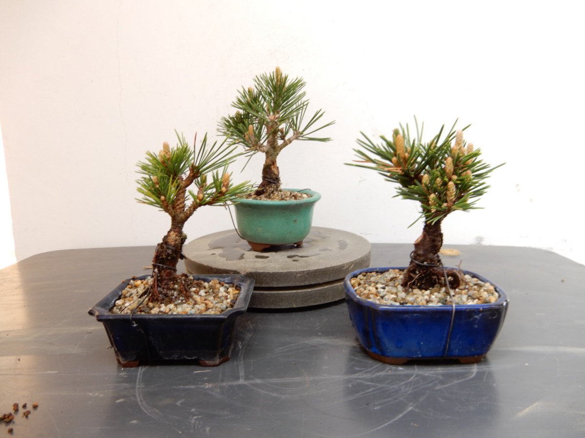 Matsuyoshi Hanaoriimport your bonsai from Japan (BonsaipotsJapan