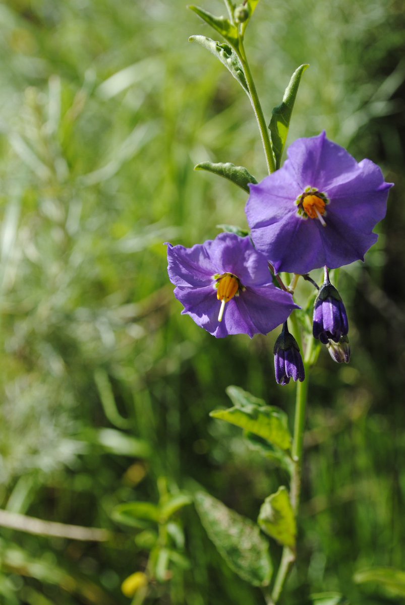 IRNLandmarks's tweet photo. Blue witch nightshade (Solanum umbelliferum): This flower is currently in bloom along the Mesa Loop Trail in @OCParks' Black Star Canyon Wilderness Park. For a list of upcoming events along the Mesa Loop, https://t.co/Thzfx9dhc9. #321Bloom #24HoursofWildflowers https://t.co/UBVrSvezHM