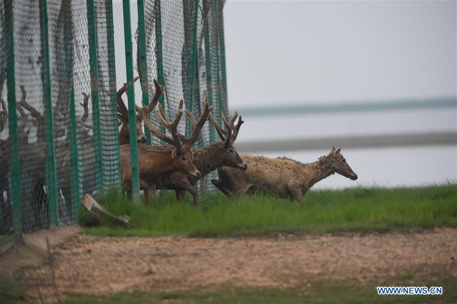 XHscitech's tweet photo. China releases 47 rare milu deer into the wild in the wetland around Poyang Lake to improve biodiversity and protect the ecosystem of the country's largest freshwater lake https://t.co/7cxAexL9M2 https://t.co/ggV8fdYUGW