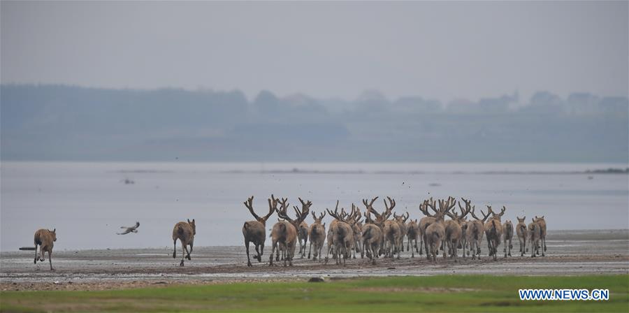 XHscitech's tweet photo. China releases 47 rare milu deer into the wild in the wetland around Poyang Lake to improve biodiversity and protect the ecosystem of the country's largest freshwater lake https://t.co/7cxAexL9M2 https://t.co/ggV8fdYUGW