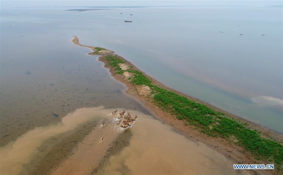 XHscitech's tweet photo. China releases 47 rare milu deer into the wild in the wetland around Poyang Lake to improve biodiversity and protect the ecosystem of the country's largest freshwater lake https://t.co/7cxAexL9M2 https://t.co/ggV8fdYUGW