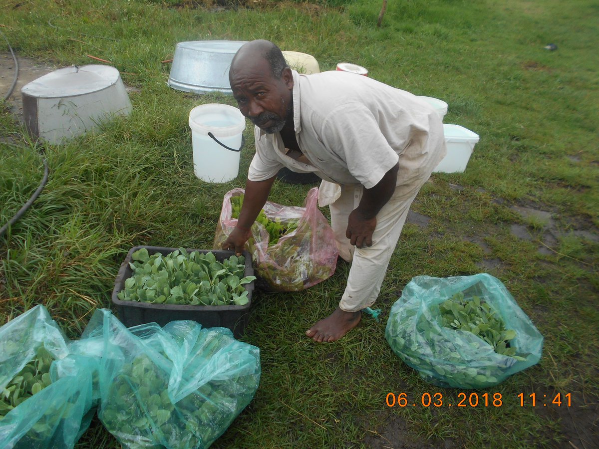 ftfa's tweet photo. Farmers from the eThekwini South Region have been doing a brisk trade at the markets and are now reinvesting in their farms. They have purchased their own seedlings and the planting of winter crops is in progress. #WhatDevelopmentLooksLike #ethekwini #FTFA https://t.co/yQjUsIpLSN