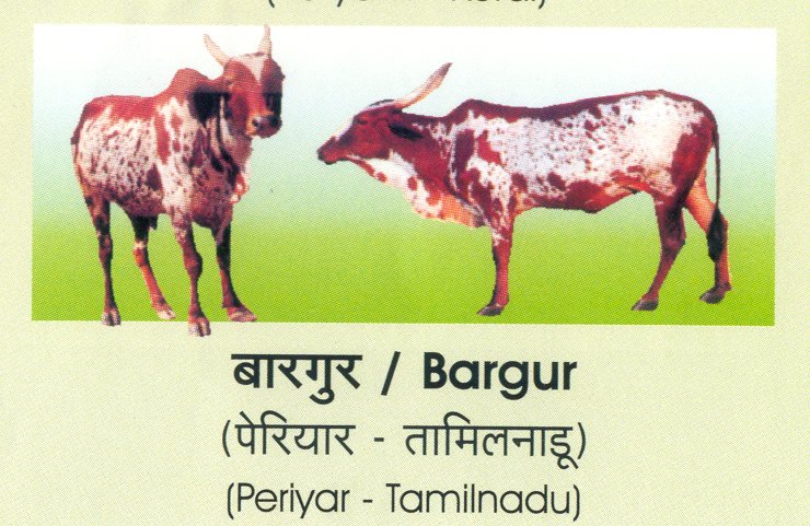 Goumatha's tweet photo. B for #Bargur...!!!
Becoming one of the most extinct #IndianCowBreeds..!!!
Highly found near the #MaleMahadeshwaraHills in #Karnataka & #TamilNadu..!!!
#IndianCowBreeds
#SaveDesiCows
#BosIndicus
#SaveBargur https://t.co/Fs0IeNZUDa