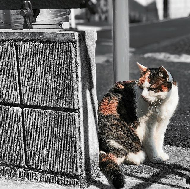 yoshizumi1024's tweet photo. My Sweetest Cat “Momo” #iphography #mobilephotography #cat #iphonephotography #iphonephoto #sweetest #catstagram #ねこ #ねこ部 https://t.co/NskK2YeZyN https://t.co/d83bqFx9Zo