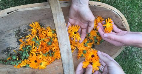 Morgen is het dan zover! We gaan van start met onze activiteitencyclus op De Kreake​ in Húns. Er zijn rondleidingen, workshops Yoga of verven met natuurlijke materialen en lezingen. Meer weten op deelnemen: farmoftheworld.nl/nl/news/thursd…