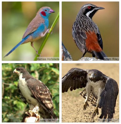 Int. Bird Collection tweet media