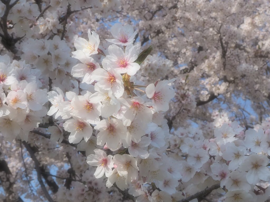 pupu_shell tweet picture