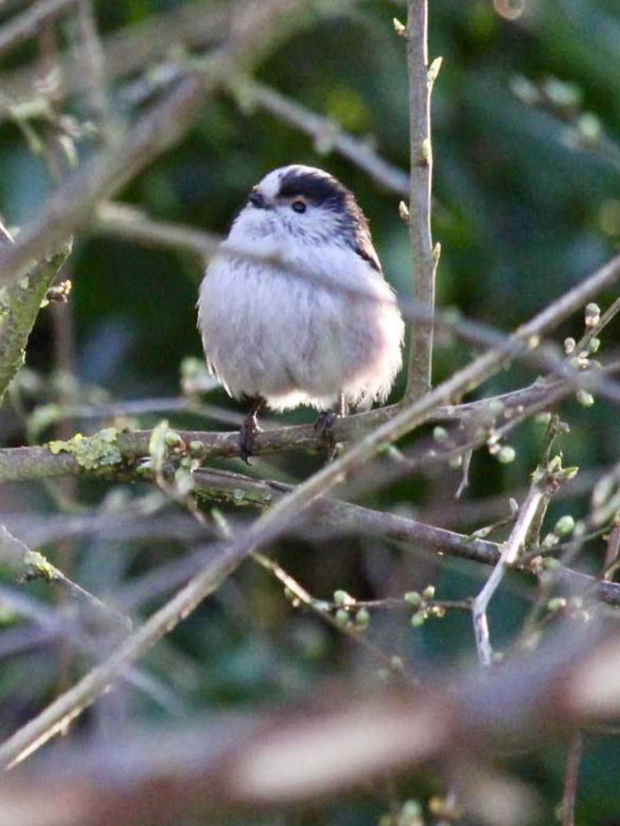 janepursey's tweet photo. They made me smile on another wet miserable dull day, I took these last year in the garden although there are lots around I’ve not been able to capture them the same this year #gettingonabitnow #Longtailedtits #Somersetgarden https://t.co/FyqbR8TfYW