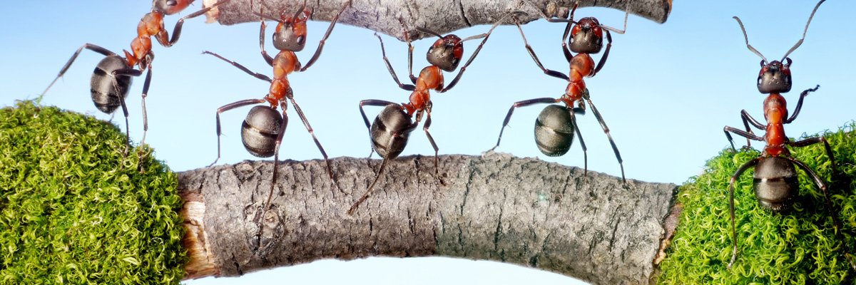 Несмотря на муравьиную склонность объединять свои. Гигантский муравей древоточец. Красногрудый муравей-древоточец. Муравьи трудятся. Трудолюбивый муравей.