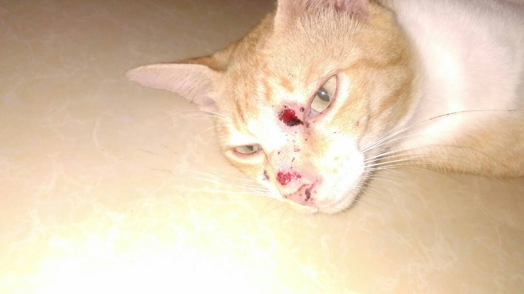 norazlinsaari's tweet photo. Saya nak minta tolong. Kucing saya luka. Dan luka tu dah merebak ke serata badan. 

Mungkin sebab dia jilat dan kena bahagian badan lain. Bila pegi vet untuk ubat, vet kata dah x boleh rawat. Dan akan berjangkit kat manusia. 

Saya x nak kehilangan dia. Boleh suggest apa apa? https://t.co/cyuzRu7Ufn