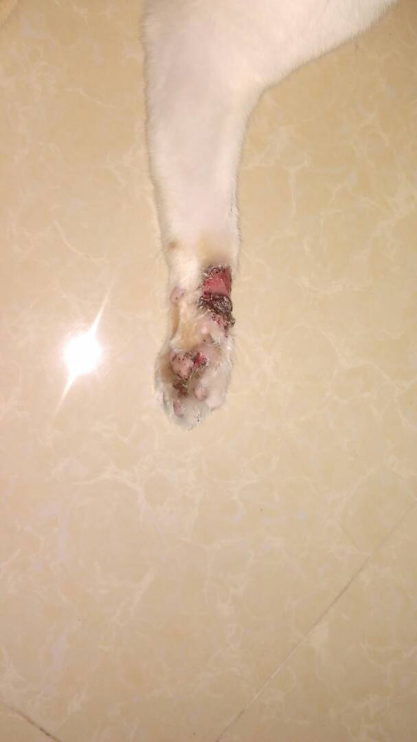 norazlinsaari's tweet photo. Saya nak minta tolong. Kucing saya luka. Dan luka tu dah merebak ke serata badan. 

Mungkin sebab dia jilat dan kena bahagian badan lain. Bila pegi vet untuk ubat, vet kata dah x boleh rawat. Dan akan berjangkit kat manusia. 

Saya x nak kehilangan dia. Boleh suggest apa apa? https://t.co/cyuzRu7Ufn
