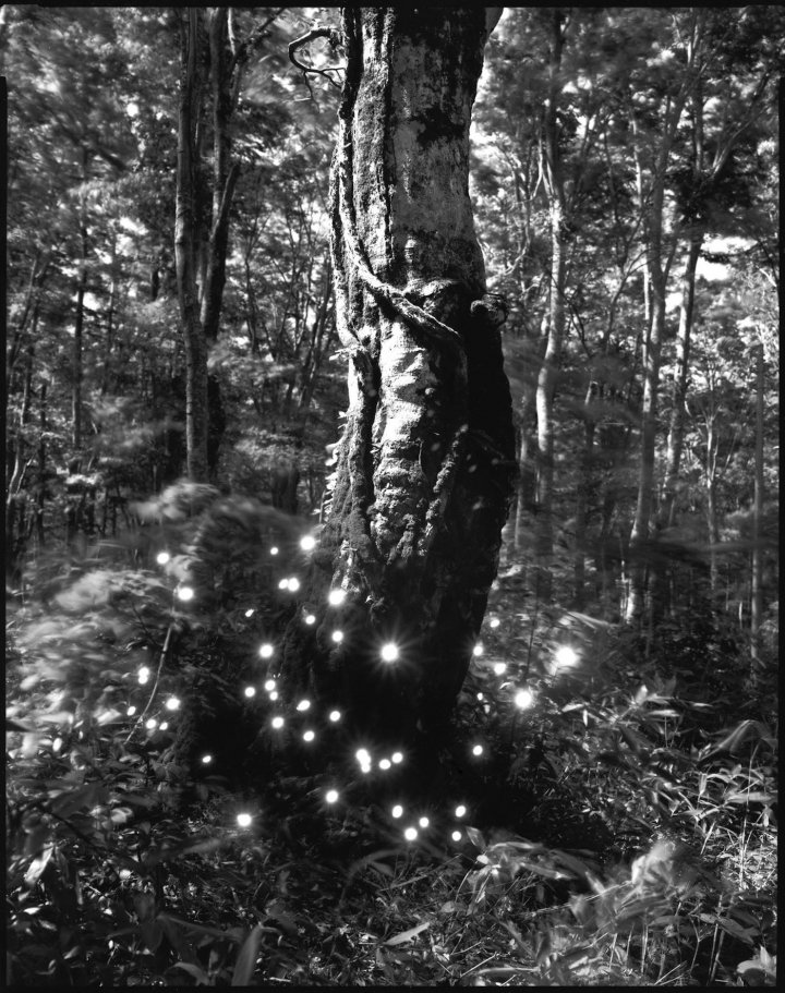 meldcc's tweet photo. #victoriaalbertmuseum #exhibition #photography #art #climateart #climatemessages #ecoart #environmentalart #artdforgood #artforchange #artforclimate #dreamscapes #trees #nature #environment #forest #plantworld  #TalShochat #AwoiskavanderMolen #TokihiroSato #BaeBienU https://t.co/ekBCf6KAwX