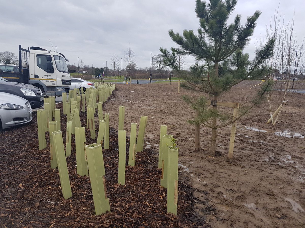 PaxmanLandscape's tweet image. Landscape complete! #wildflower hydro-seeding with #largetrees for #instantimpact #hedging natural themes #woodland #planting @UniOfYork #Heslington ow.ly/1hkn30j3adQ