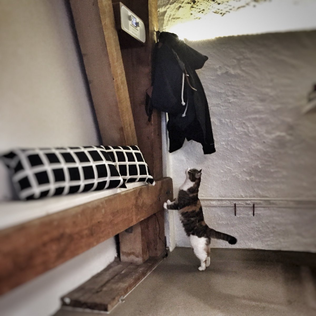 sarabalbina's tweet image. Nachbarschafts beschnüffeln #hellocat Miezimi #cat #katze #atelier #malzgasse7a #basel #BaselCity #grüezi #photosarabarth