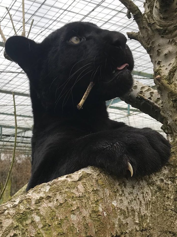 You could WIN a framed picture, signed by <a href="/GilesClark78/">Giles Clark</a> if you like and retweet this tweet with the hashtags #BigCatsAboutTheHouse &amp; #mayathejaguar “ #win #Competition #retweettowin