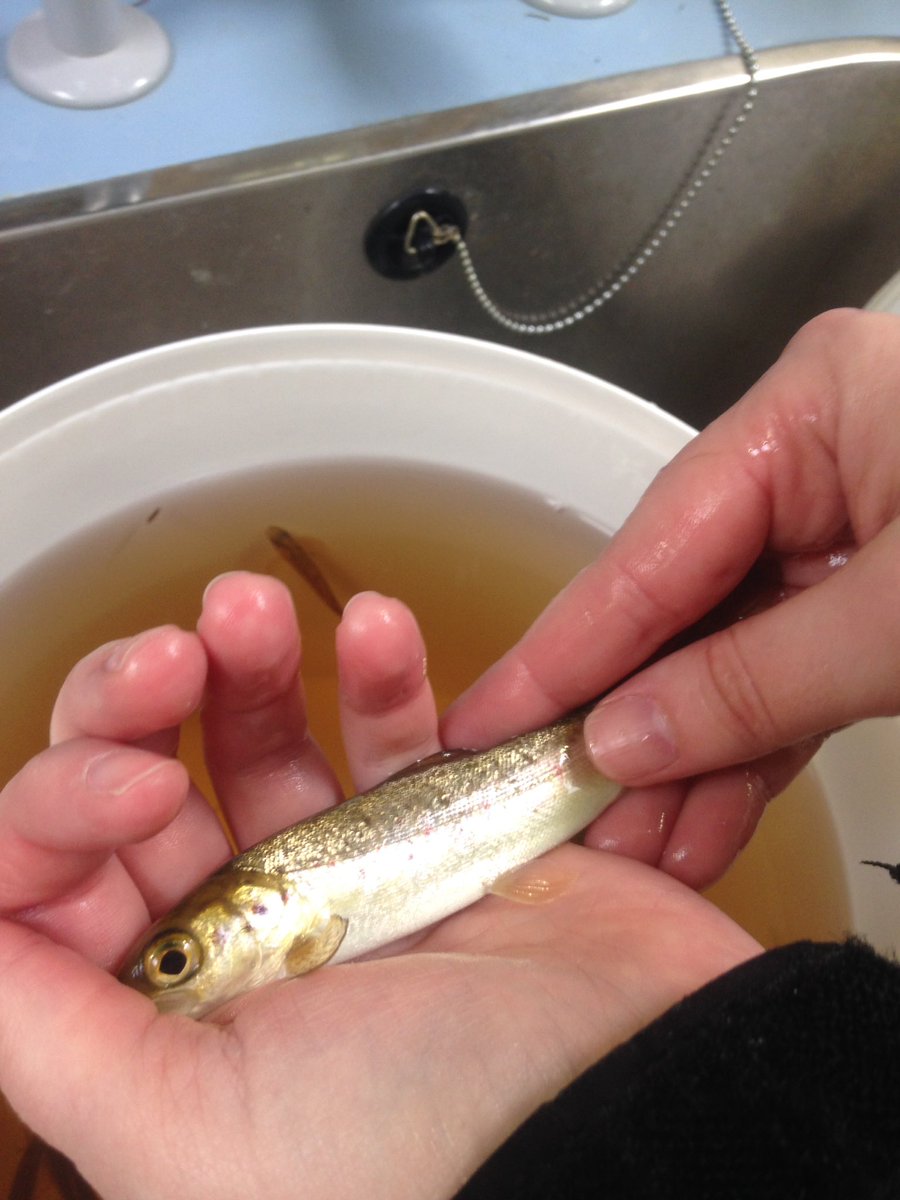 APRIL: salmon are looking silvery up the catchment , getting ready to move (photo from Cat  @FishEcoEvo )