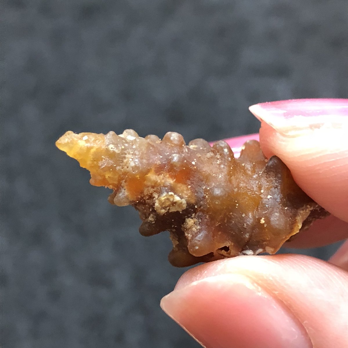瑪瑙（メノウ）化した巻貝】モロッコ産。先の方がわかりやすく透明感が 